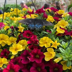 Meet your Posher, Bethany